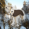 Deluxe Softshell Wintermantel / Windhundmantel mit integriertem Body Modell "Monaco" – Bild 16