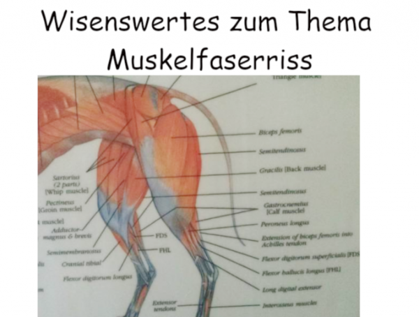 Woran Erkennt Man Einen Muskelfaserriss Beim Pferd Muskelfaserriss – Wie einen Muskelfaserriss erkennen und behandeln