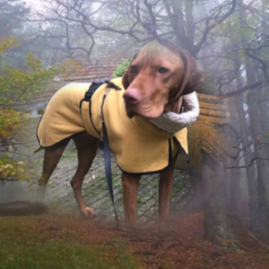 Kuschelig gefütterter Wintermantel / Windhundmantel in klassischer Ausführung Modell "Innsbruck"