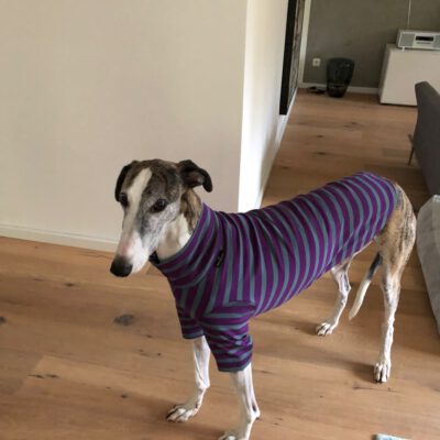 FELKI Flitze T-Shirts & Unterzieher für agile Windis Modell "Texel" / Windhund T-Shirt