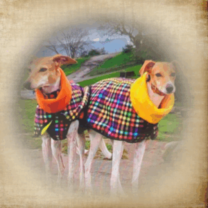 Allwetter Windhund Ensemble 2tlg. das perfekte Outfit für die kalten Tage Modell "Wien"
