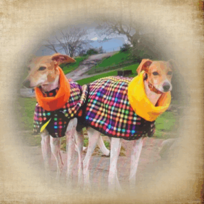 Allwetter Windhund Ensemble 2tlg. das perfekte Outfit für die kalten Tage Modell "Wien"